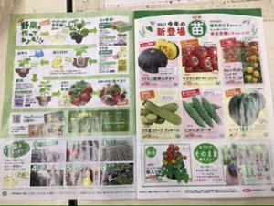 野菜苗カタログ配布中！新品種もあります！！